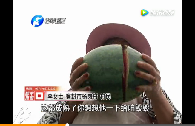 登封的瓜，裂得很蹊跷